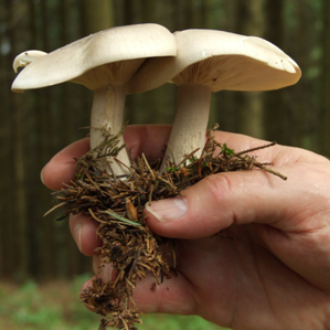 Protecziun da bulieus