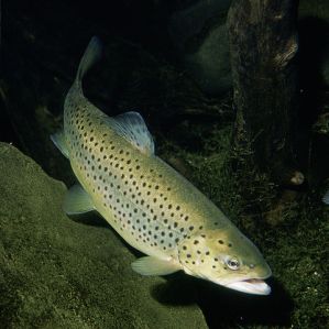 La litgiva d'aual