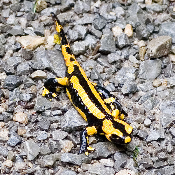 Salamander nair taclà