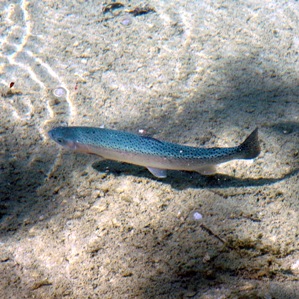 Litgiva d'aual