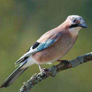 Sgragia
