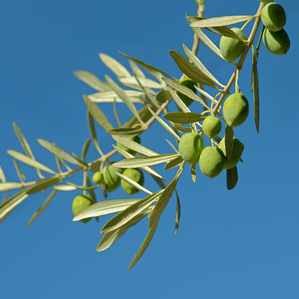 L'uliver – ulivas ed ieli