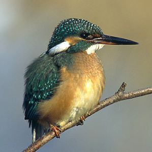 Pestgaderin