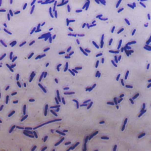 Bacterias