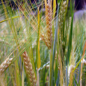 Las differentas sorts da granezza