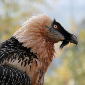 Tschess barbet