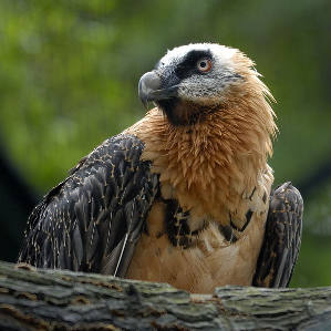 Il tschess barbet