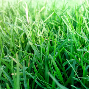 Las differentas spezias da fains