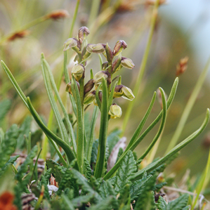 Orchidea alpina
