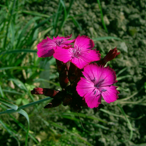 Neglas