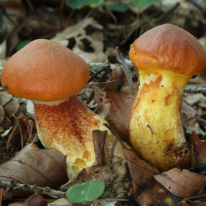 Tgiruns