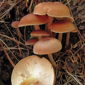 Bluzchers
