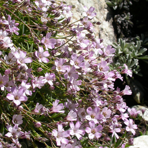 Gipsera serpentina