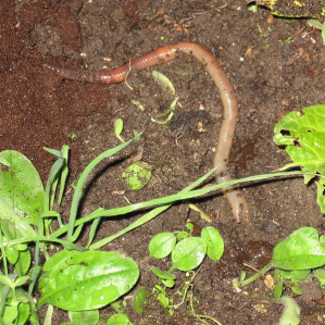Verm da plievgia