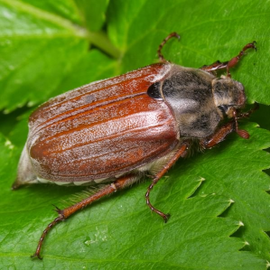 Buccarias