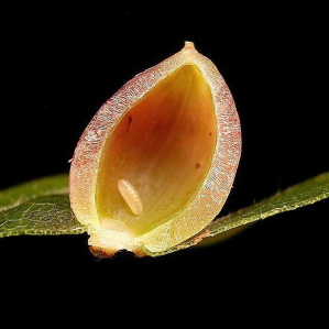 Mustgin da la gala da fau