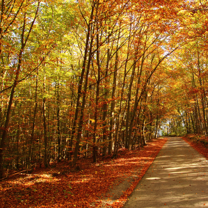 Co ha num questa planta?