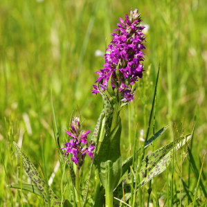 Orchidea lada