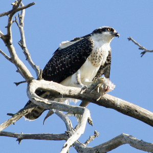 Evla da peschs