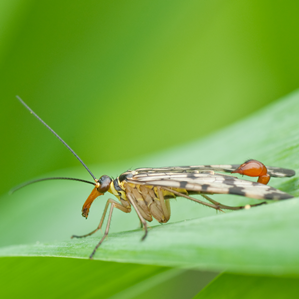 Mustga-scorpiun