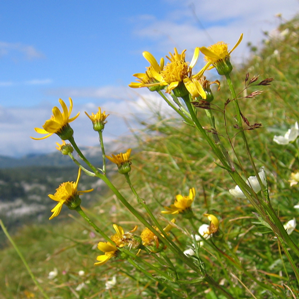 Sanetsch d'assens