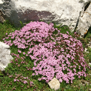 Silena curta